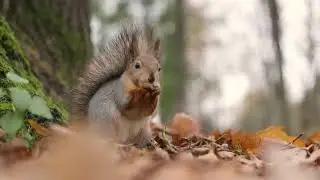 Vulturul Sur revine &icirc;n Rom&acirc;nia