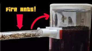 Moving my Huge FIRE ANT COLONY!