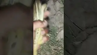 Exploring the Fascinating World of Indian Frogs