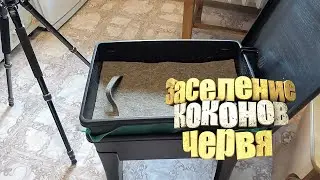 Заселение коконов червя в вермикомпостер Worm Cafe.