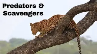 Predators and Scavengers