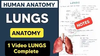 LUNGS ANATOMY - General Features, Parts,  Relations,  Blood supply, Anatomical Position