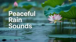 Enchanting Rain Melodies Over a Magical Lotus Pond! #Rainsounds