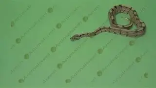 Snake crawling green screen video-56. Green screen animals stock footage.