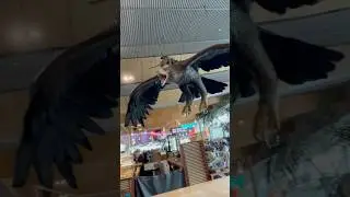 Got to see the Eagles at Wellington Airport on their last day #shorts #lordoftherings #travel #edit