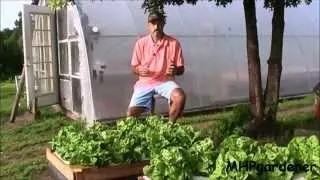 Hydroponic Update: Warm Weather Lettuce and Dutch Bucket Tomatoes