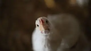 Georgia bulletin might increase chicken prices