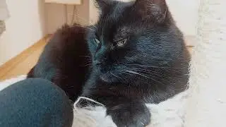 One Minute of Rest With My Sweet Senior Cat | Mindful Minute | The Bini
