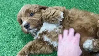 Anna UPDATE - Micro Goldendoodle - Family Bred Puppies