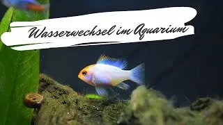 Wasserwechsel im Aquarium | Aqua Erkl&auml;rt