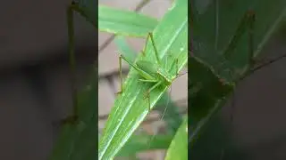 Male - Speckled Bush Cricket - Leptophyes punctatissima - Runnaspretta - Krikket - Karld&yacute;r - Skord&yacute;r