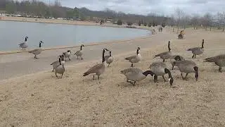 A group of geese crossing the road and I'm feeding them their food 