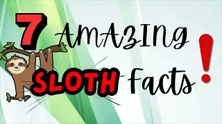 7 Surprising Sloth Facts! 🦥 | Fun and Fascinating Animal Facts
