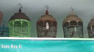 Suara burung di pagi hari ll burung berkicau @Enny Ray El