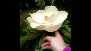 Magnolias gigantes
