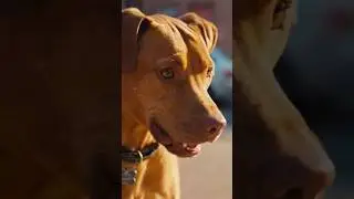 Dog vs Cat 😂 | Fun Turns Into Total Chaos #dogvscats #dogshorts #animalshorts