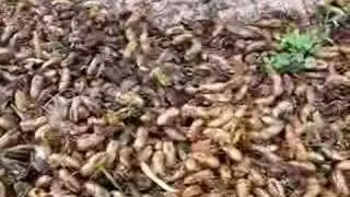 17-Year Cicadas in Downers Grove, IL