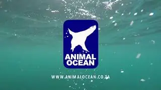 SEAL SNORKELING in Cape Town with Animal Ocean