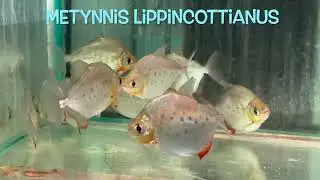 Metynnis lippincottianus