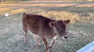Henry the Calf on Tara's Farm (Jan 2022)
