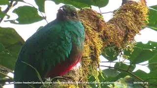 Golden-headed Quetzal