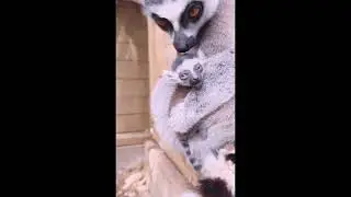 #PureBond &ndash; Heart-Touching Moment of Care 🐾❤️