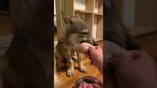 Feeding a wolf pup!