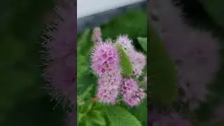 Спирея иволистная.🌿 #flowerworld #gardenflowers #garden