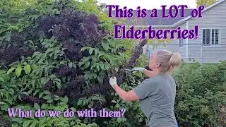 Elderberry Jelly & More | Easy Home Canning from Garden Harvest