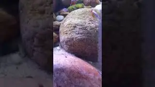 Tanichthys micagemmae-Vietnam cardinal minnow