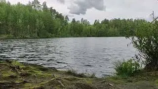 Peaceful Lake Ambience 🌲 Relaxing Nature Sounds for Sleep, Study & Meditation