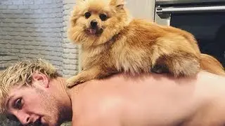 LOGAN PAUL AND KONG - BEST MOMENTS