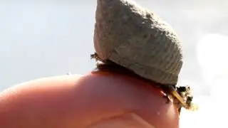 Marsh Periwinkle (Littoraria irrorata)