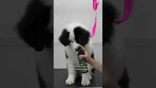 These puppies are basically just dumb and dumber 😂