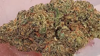 Desire the magical medicinal benefits of wizard fuel THCa strain with RYNO 💚 FLY HIGH