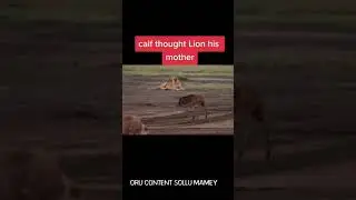 cute calf and lion#calf #lion #cute