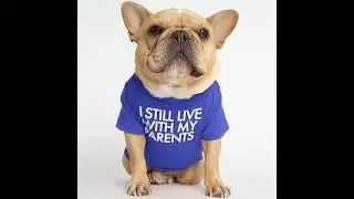 Custom pet clothes for wholesale