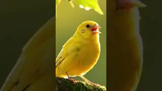 Gentle Canary Sounds for Relax 🐦 #birds #kenarigacor #canary #kenari #burung