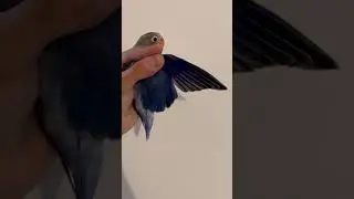 Violet Personata Love Bird Mutation #lovebirdsbreeding #lovebirds #lovebirdsound #lovebird #shorts