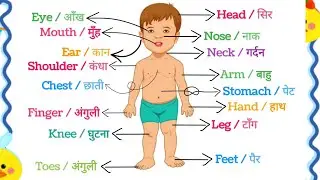 Body Parts Name in English and Hindi for Kids | Learn Human Body Parts for Children #kidslearning 