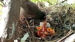 Extremely huge lizard found in myna nest | protecting baby || Bird Plus Animals