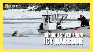 Newfoundland Fishermen Saves Caribou Trapped in Ice