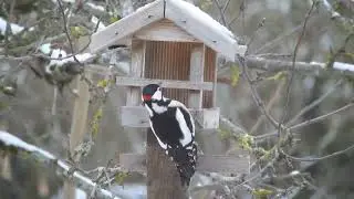 Большой пестрый дятел у кормушки