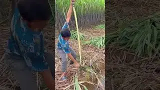 The process of peeling sugar cane with the knife