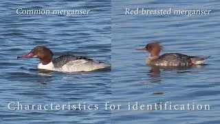 Common / Red-breasted Merganser identification guide