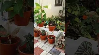 Makeover part-2 🪴 #minivlog #dailyvlog #vlog #makeover #planting #plants #flowers @bizworld828