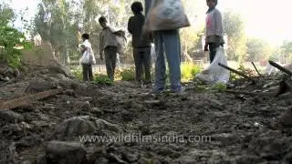 Down in the trash: Child rag pickers in Delhi