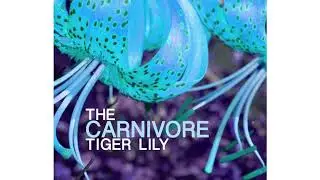 The Carnivore Tiger Lily / by Vache Morte
