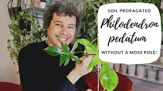 Philodendron pedatum Without a Moss Pole