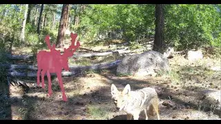 Wildlife We Never See - Multiple Camera Compilation